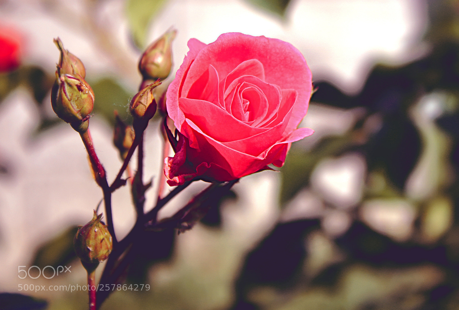 Canon EOS 750D (EOS Rebel T6i / EOS Kiss X8i) sample photo. Pinky photography