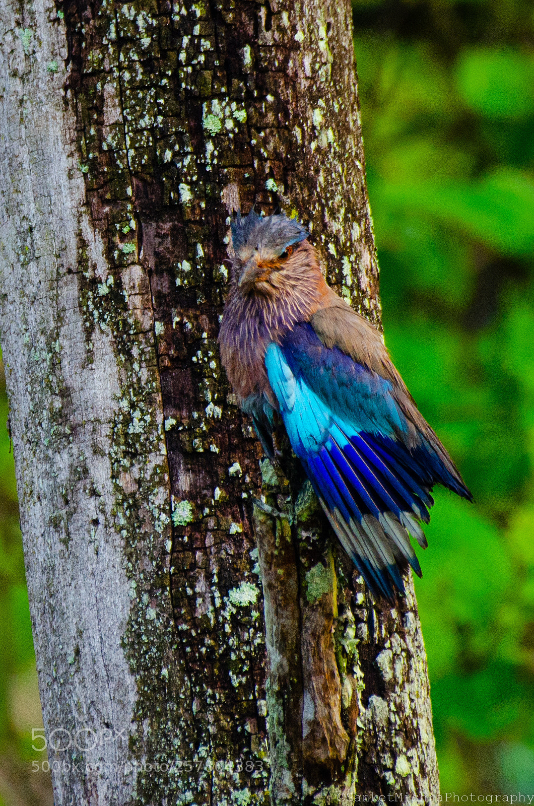 Nikon D5100 sample photo. The indian roller! photography