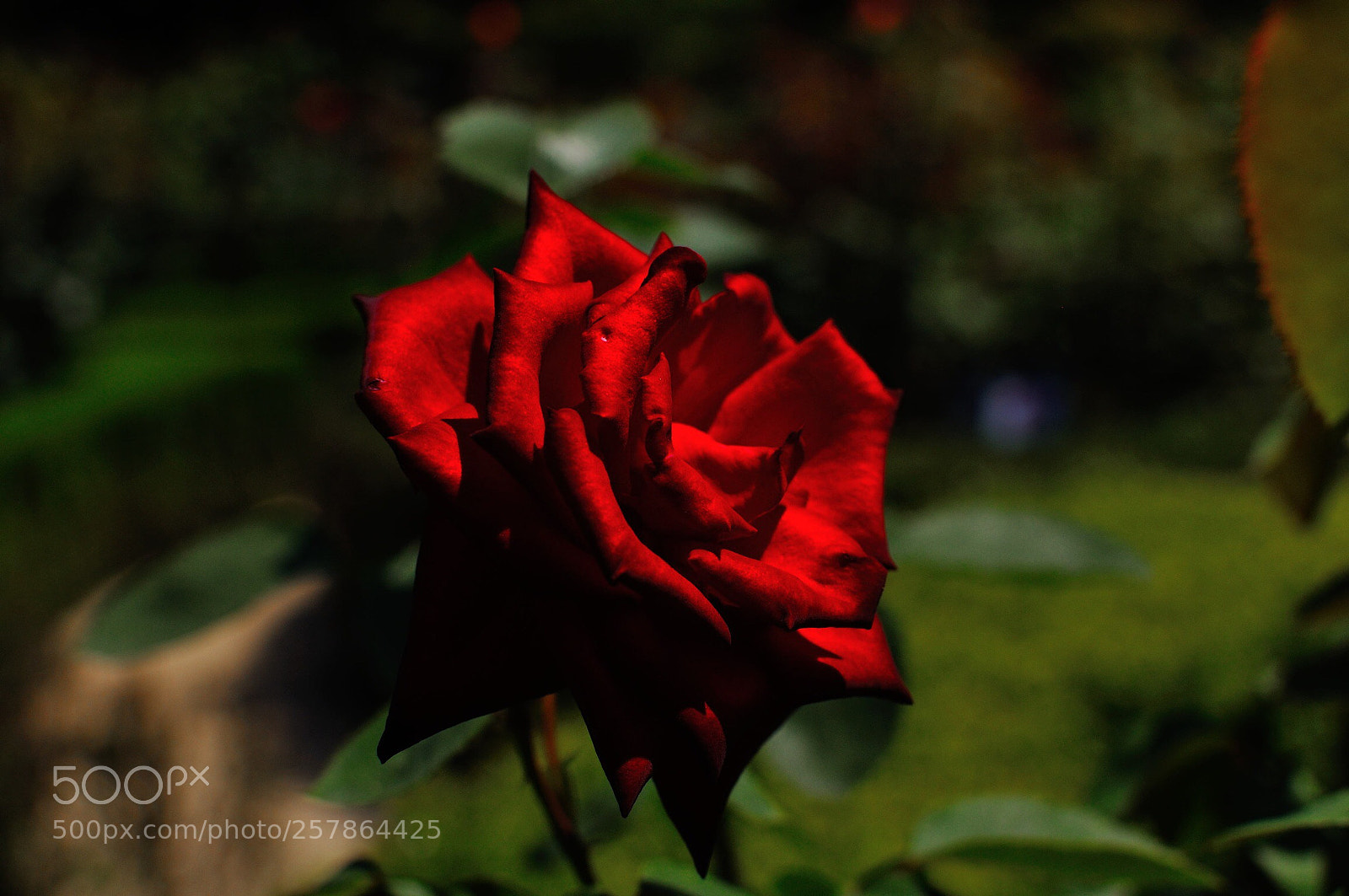 Nikon D90 sample photo. Passionate photography