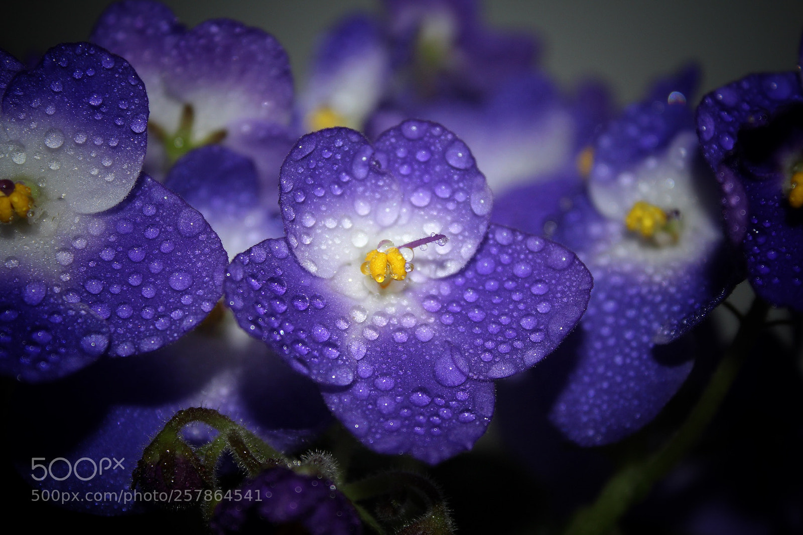 Canon EOS 700D (EOS Rebel T5i / EOS Kiss X7i) sample photo. Violet photography