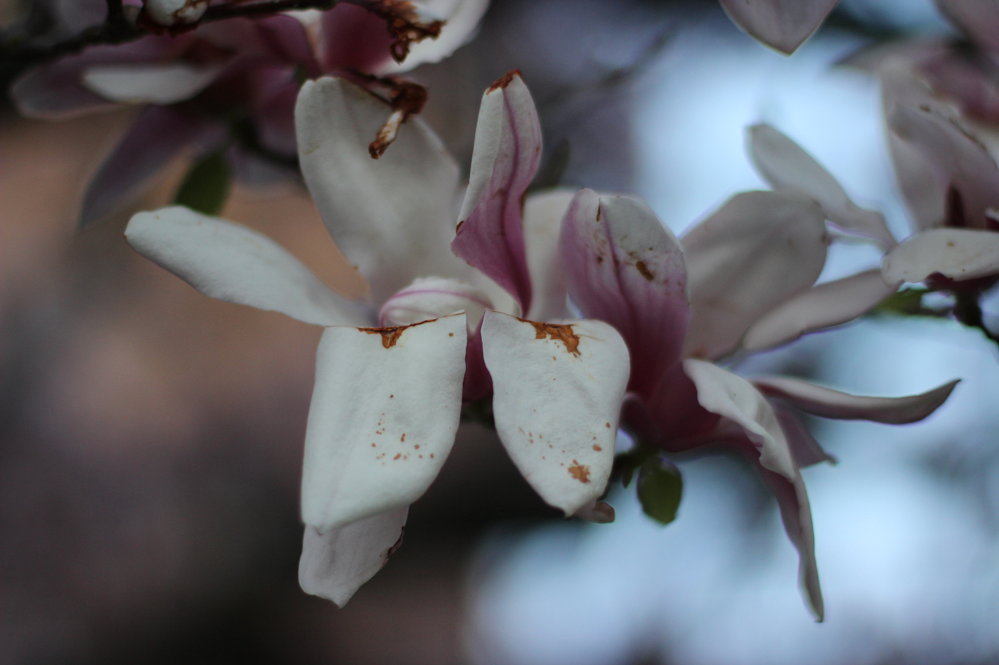 Canon EOS 600D (Rebel EOS T3i / EOS Kiss X5) sample photo. Img photography