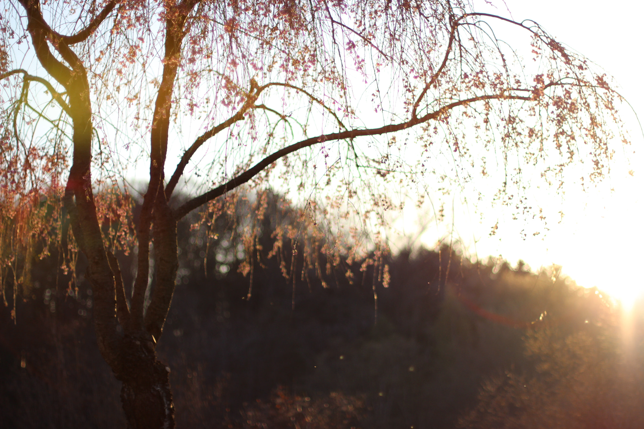 Canon EOS 600D (Rebel EOS T3i / EOS Kiss X5) sample photo. Img photography