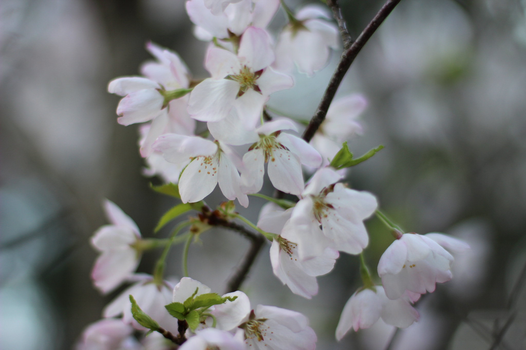 Canon EOS 600D (Rebel EOS T3i / EOS Kiss X5) sample photo. Img photography
