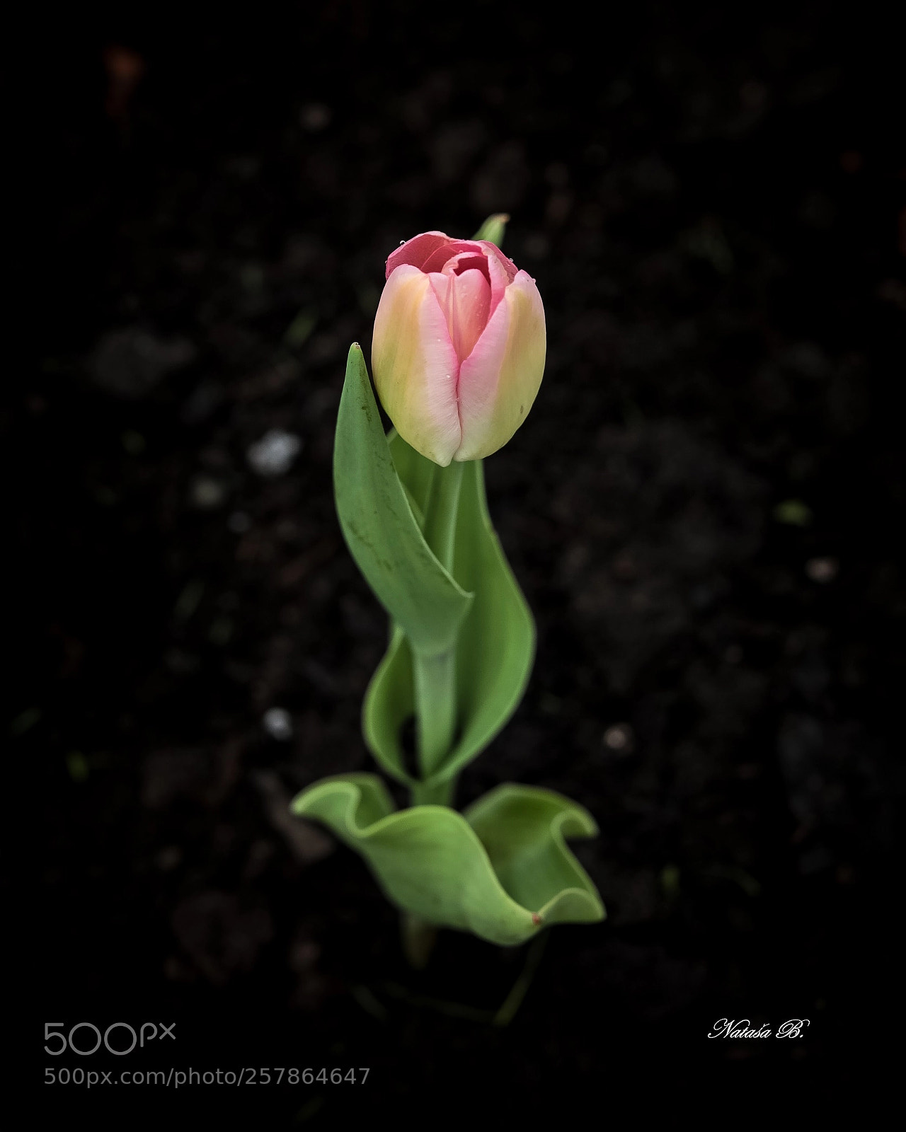 Canon EOS 5D Mark IV sample photo. Tulip time photography