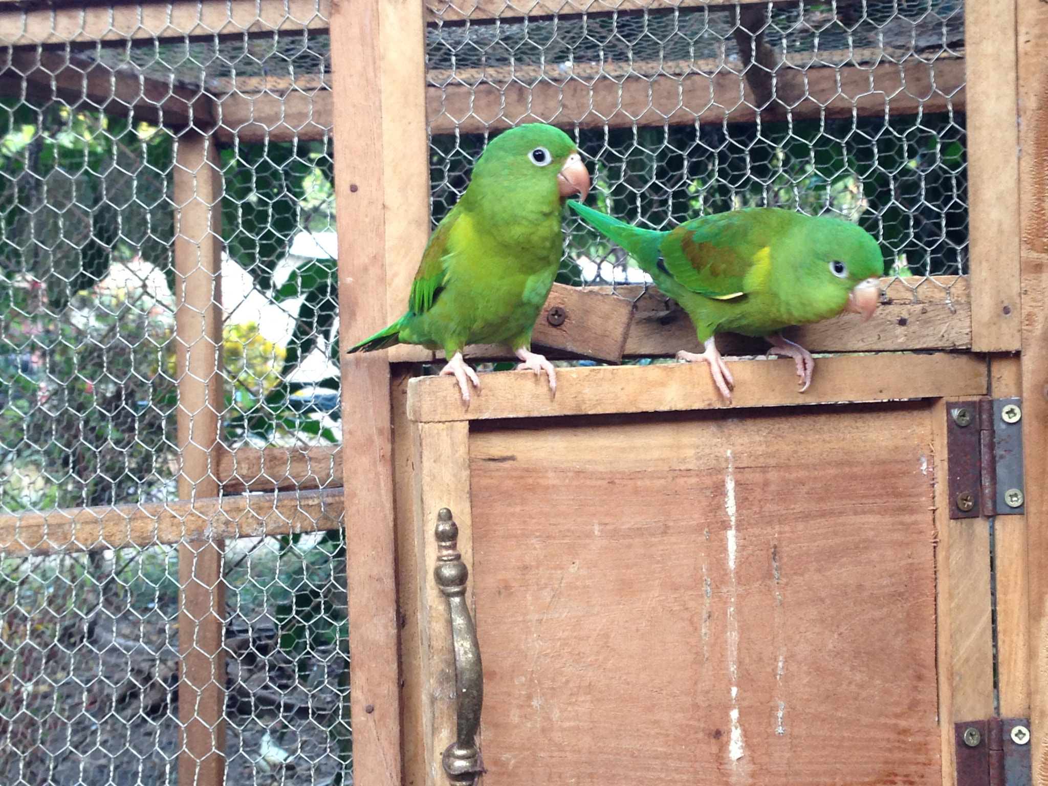Apple iPhone 5c sample photo