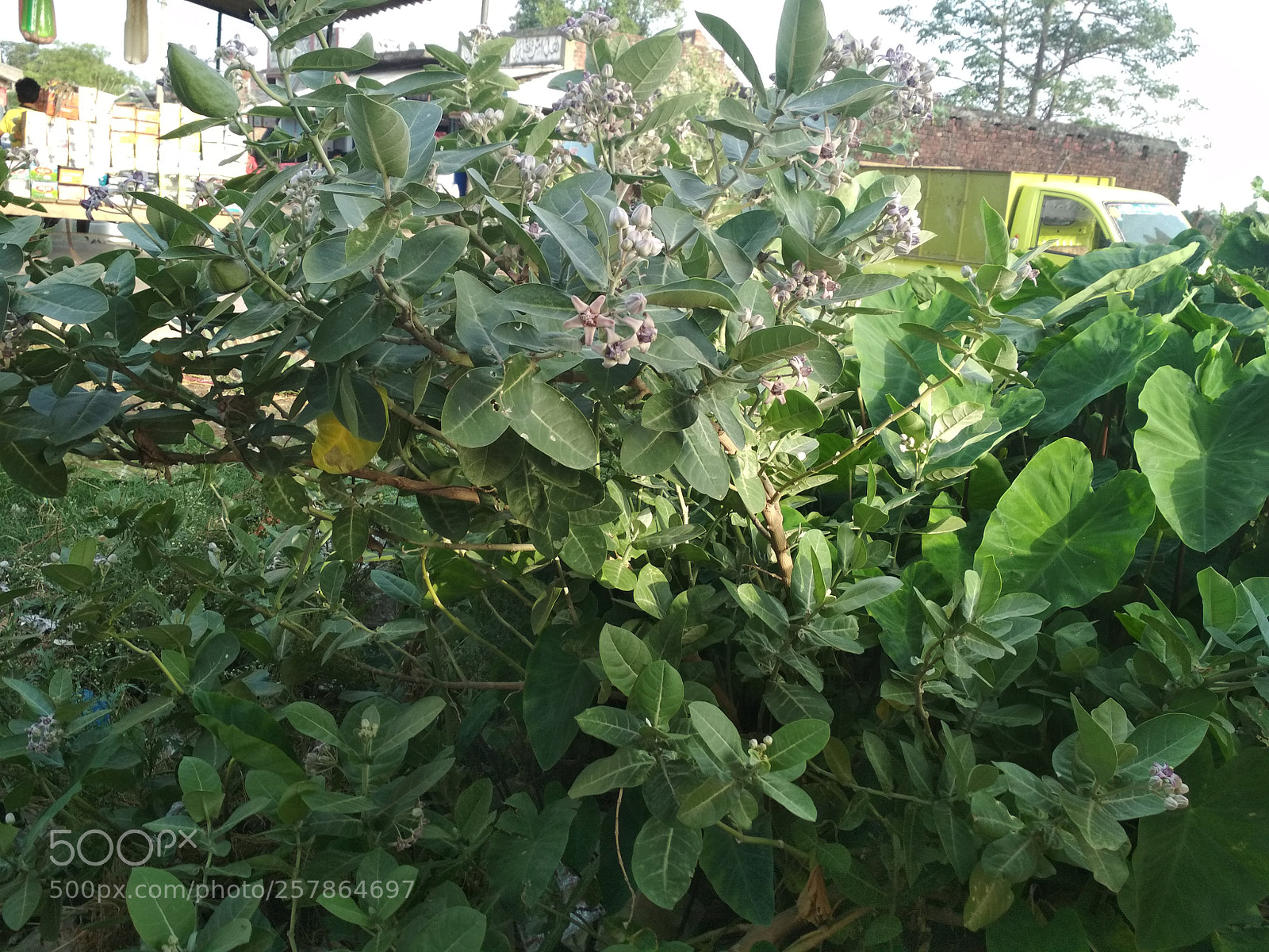 Xiaomi Redmi 4 Pro sample photo. Untitled photography