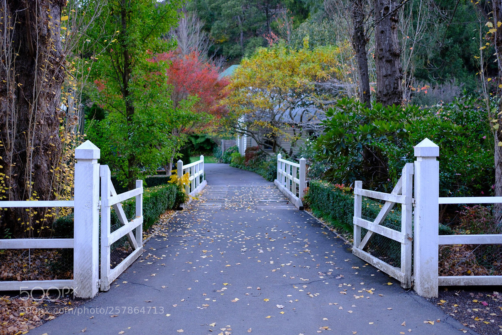 Fujifilm X-Pro2 sample photo. Road to autumn photography