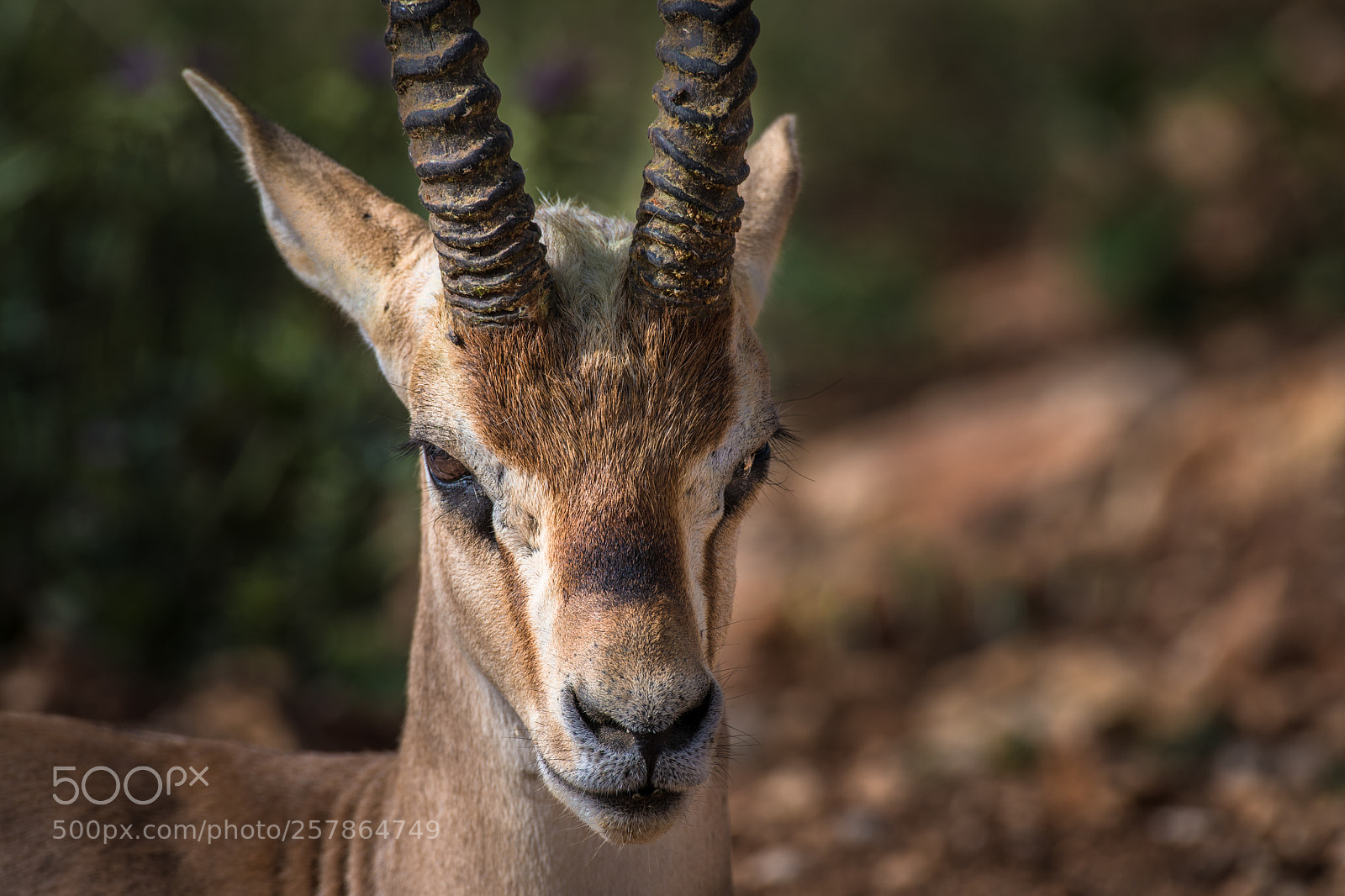Nikon D850 sample photo. Gazelle photography