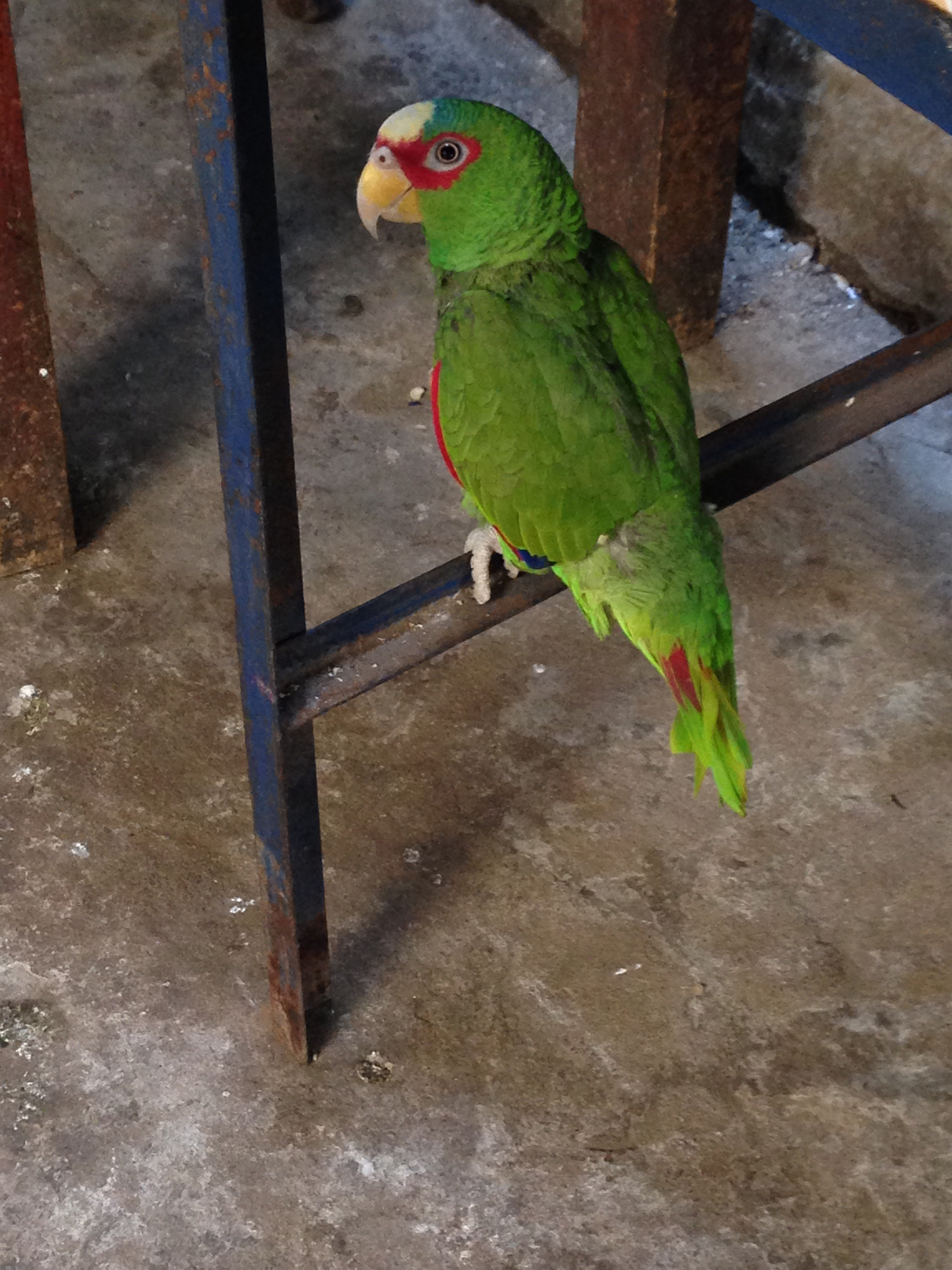 Apple iPhone 5c sample photo