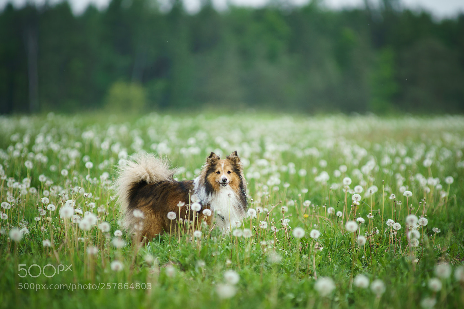 Sony a99 II sample photo. Dandelions photography