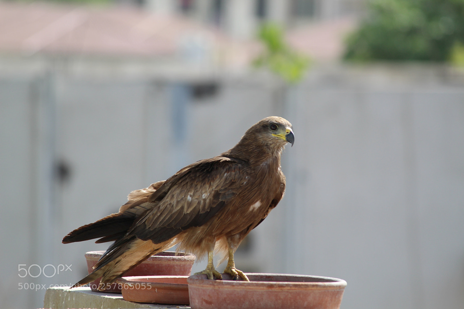 Canon EF-S 55-250mm F4-5.6 IS II sample photo. Eagle bird photography