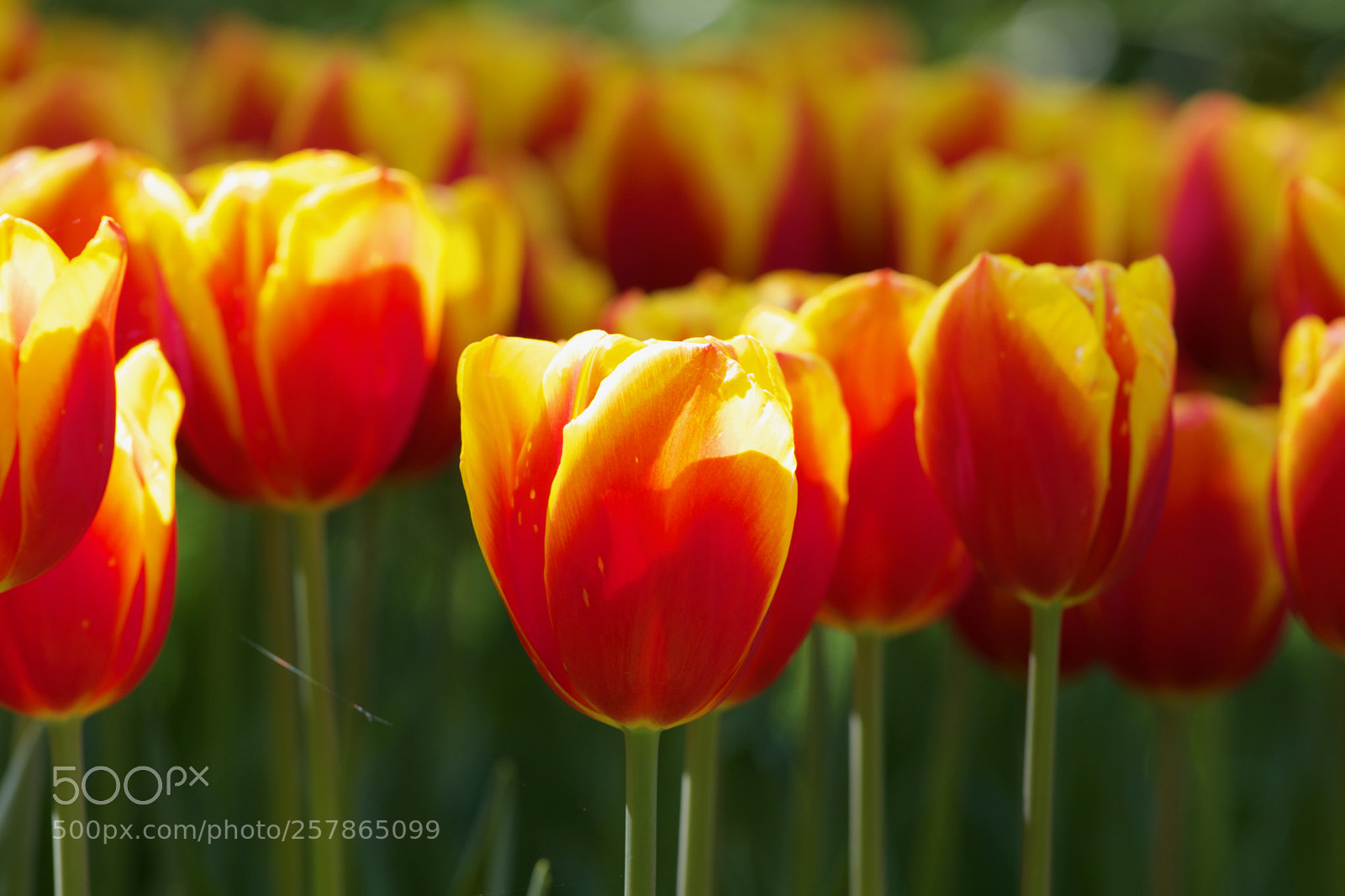 Nikon D7200 sample photo. When tulip speaks photography