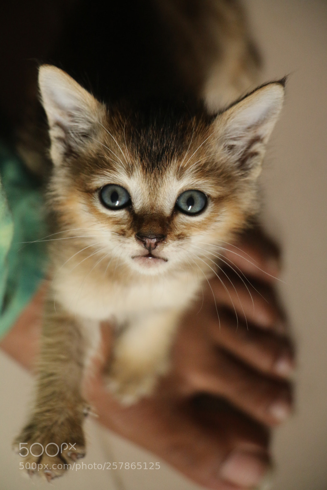 Canon EOS 70D sample photo. Untitled photography