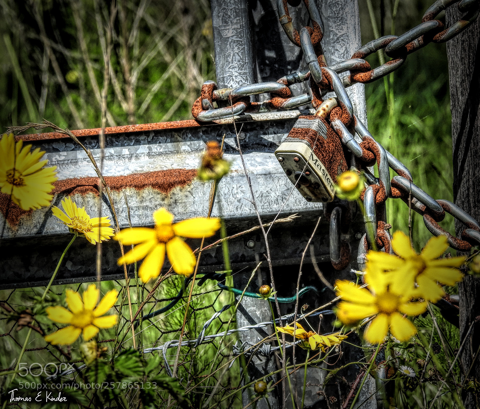 Nikon Coolpix P900 sample photo. Master surrounded by flowers photography