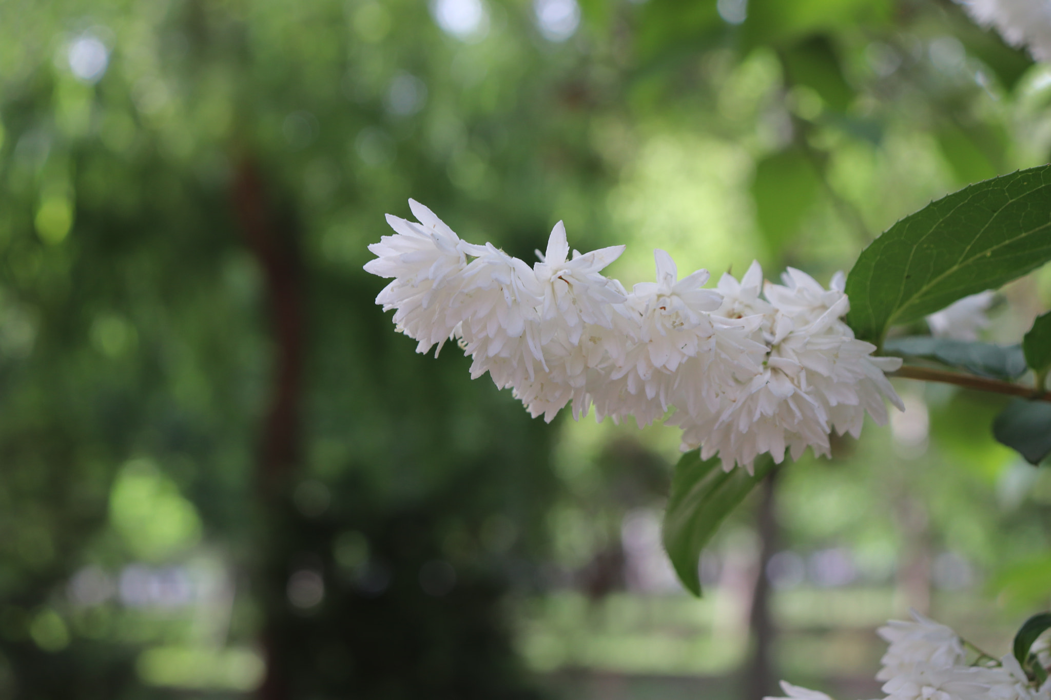 Canon EOS 77D (EOS 9000D / EOS 770D) sample photo