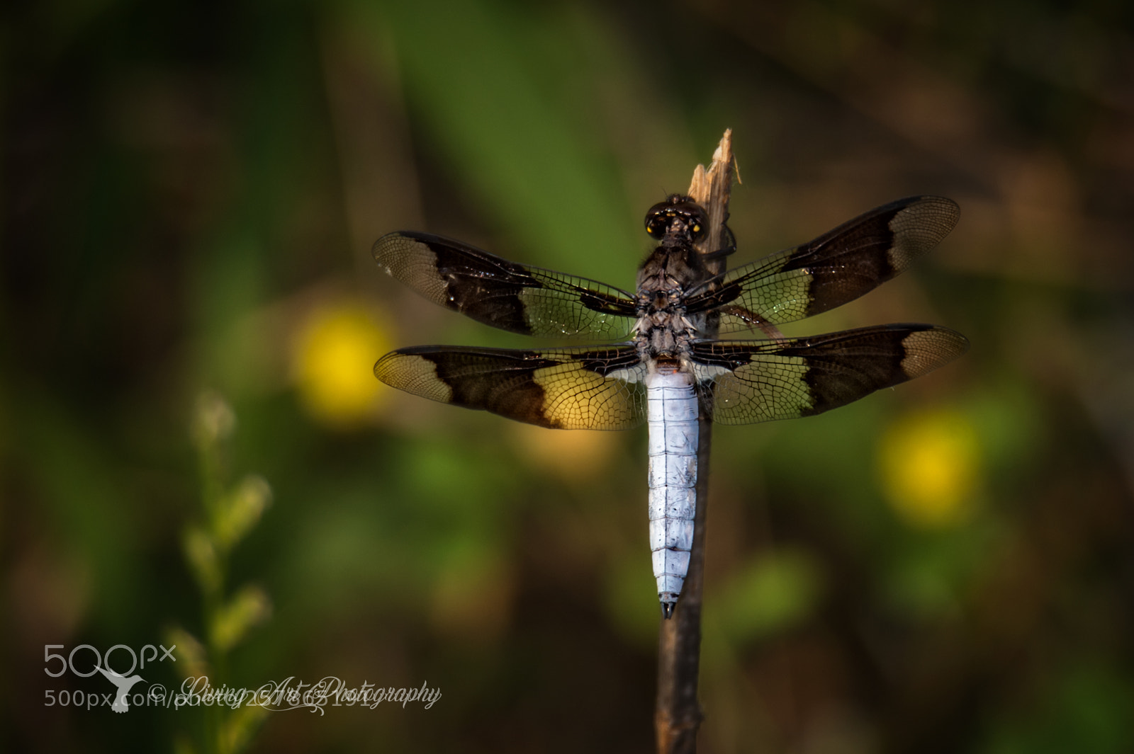 Nikon D4S sample photo. Once upon a dragonfly photography