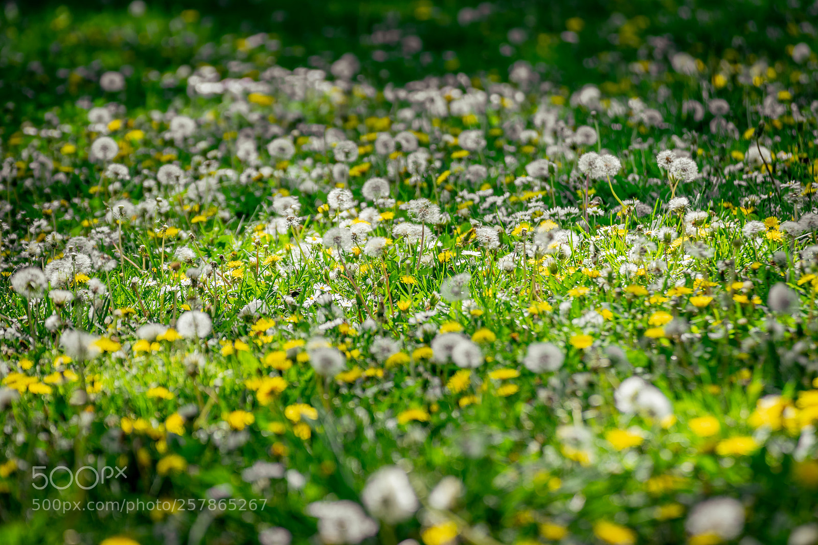 Nikon D3300 sample photo. Dandelion photography