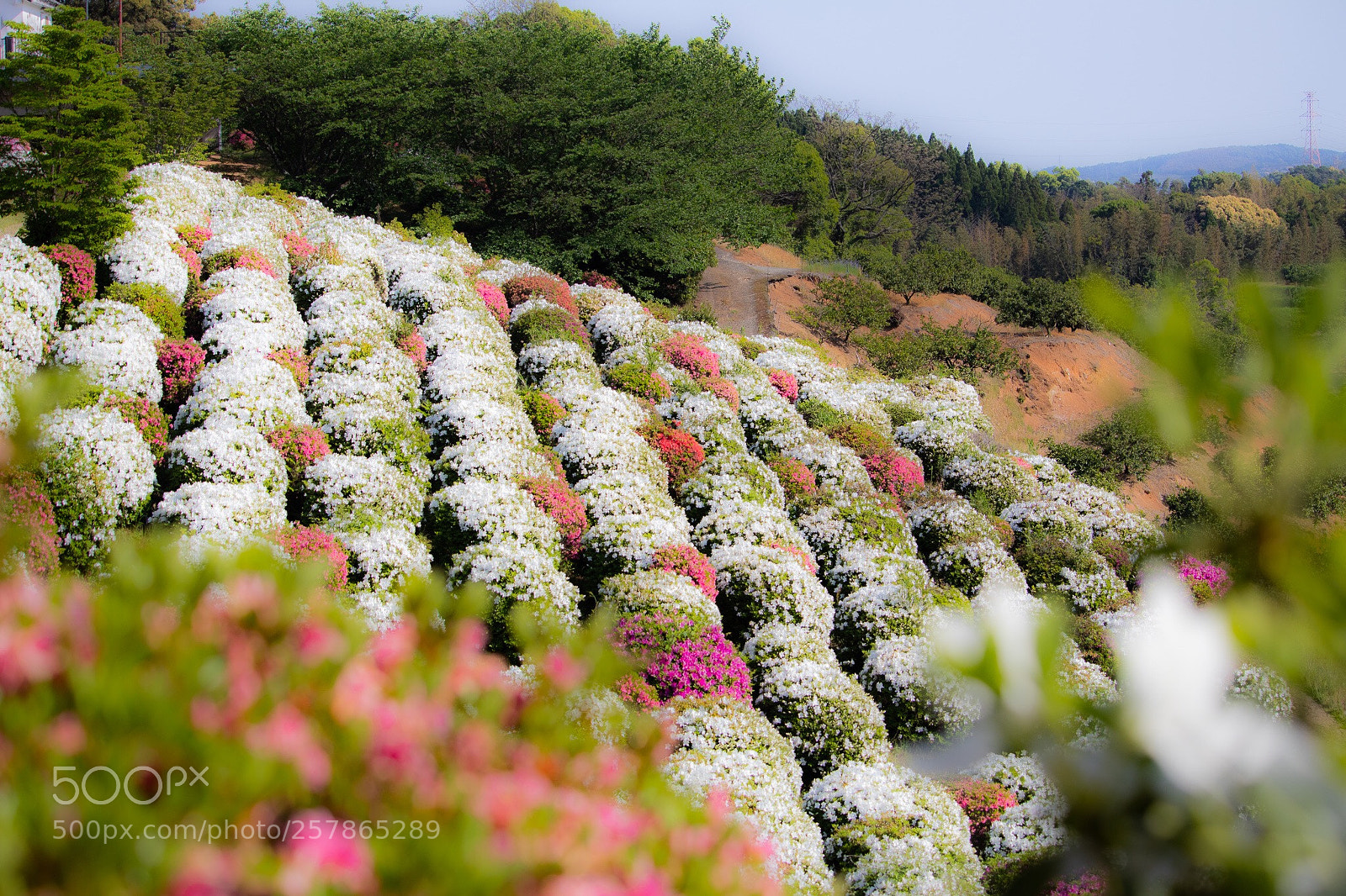 Canon EOS 80D sample photo. Many lined azaleas photography