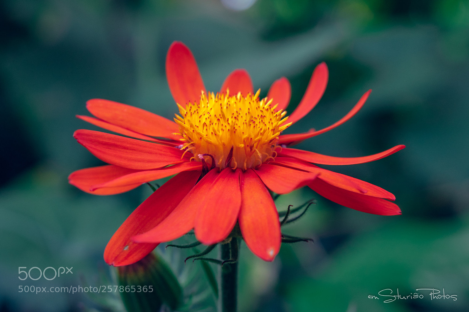 Canon EOS 750D (EOS Rebel T6i / EOS Kiss X8i) sample photo. Red flower photography
