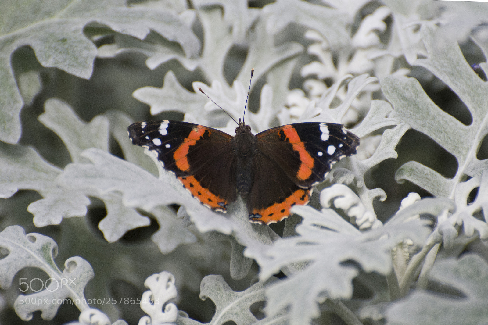 Nikon D7200 sample photo. Butterfly 2018-26 photography