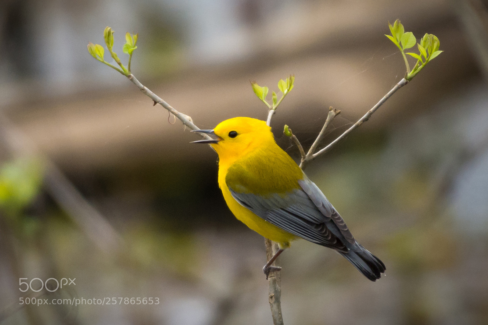 Nikon D7200 sample photo. Prothonatary warbler photography