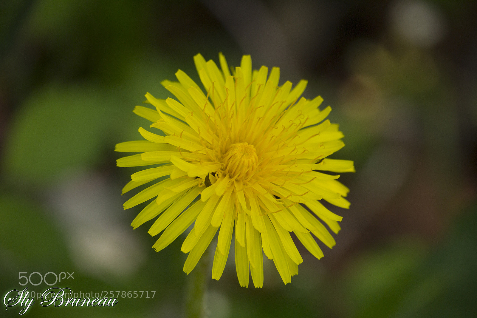 Canon EOS 600D (Rebel EOS T3i / EOS Kiss X5) sample photo. Gros plan 01 photography