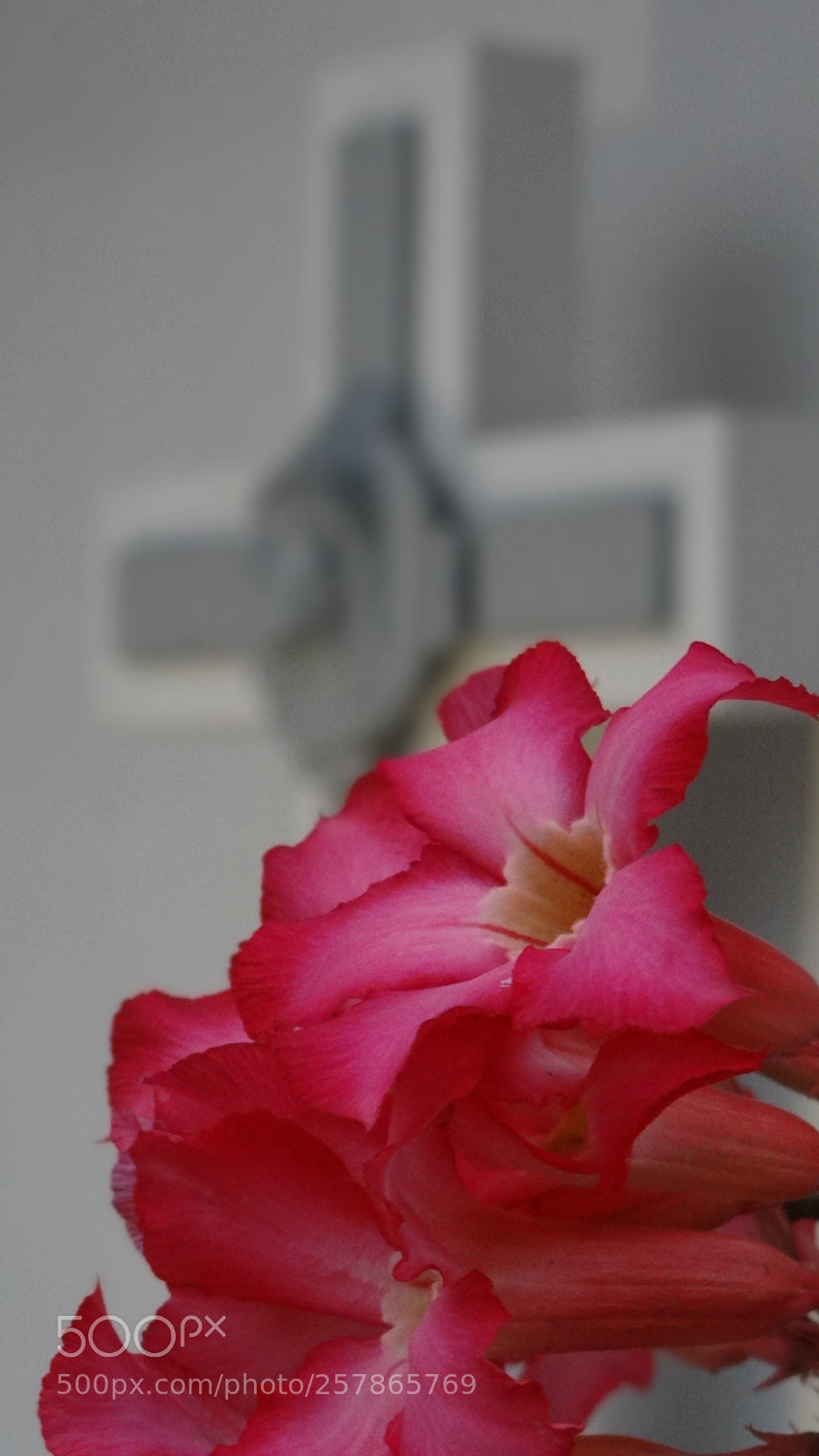 Sony Cyber-shot DSC-HX100V sample photo. Rose & cross, hoi an photography