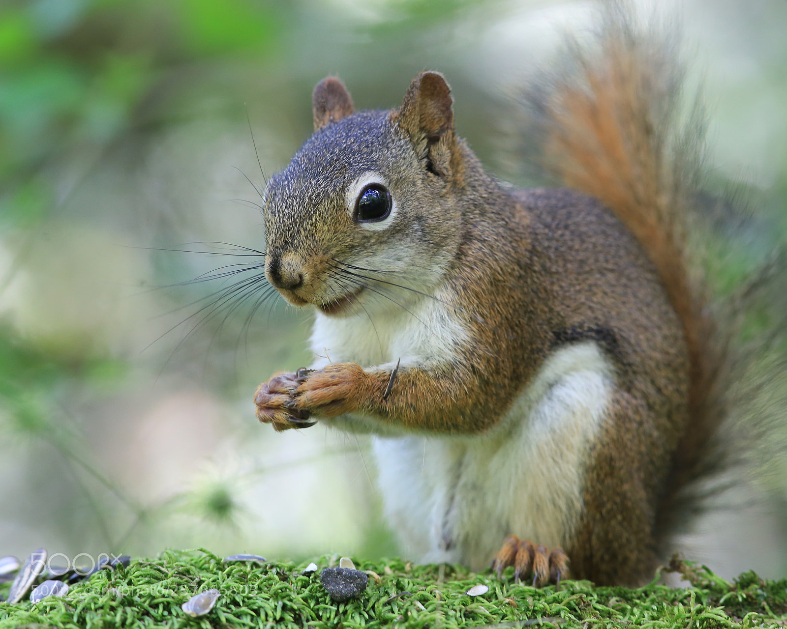 Canon EOS 6D sample photo. Squirrel photography