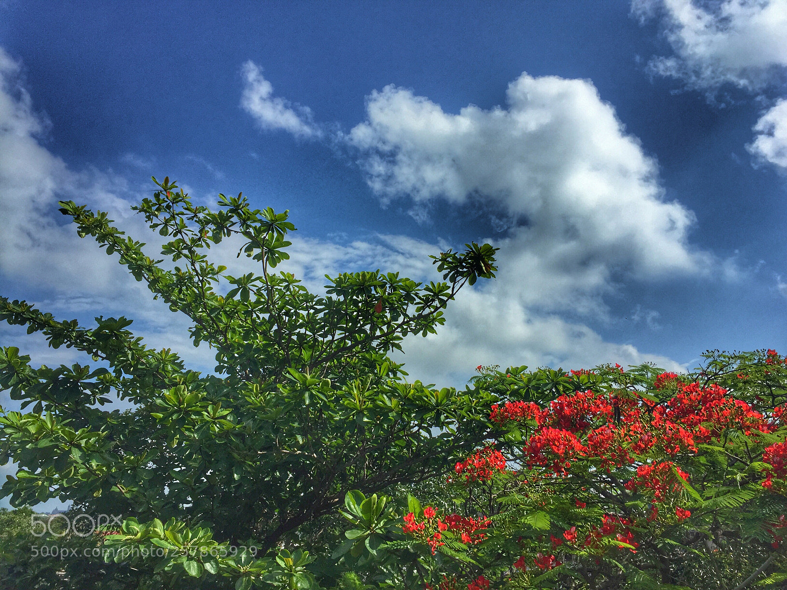 Apple iPhone 6 sample photo. Phoenix flowers bloom summer photography