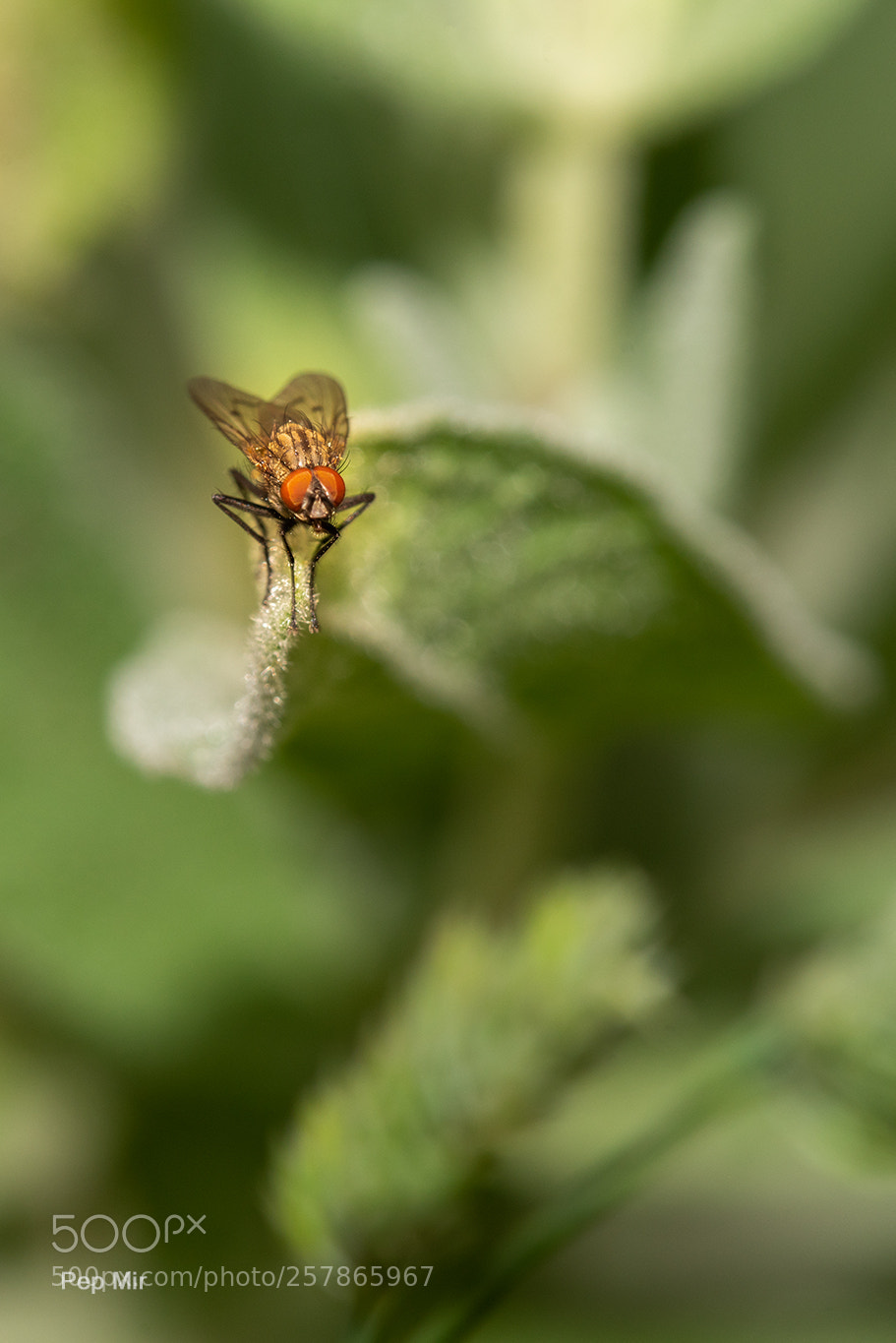 Sony a99 II sample photo. Mosca- fly photography