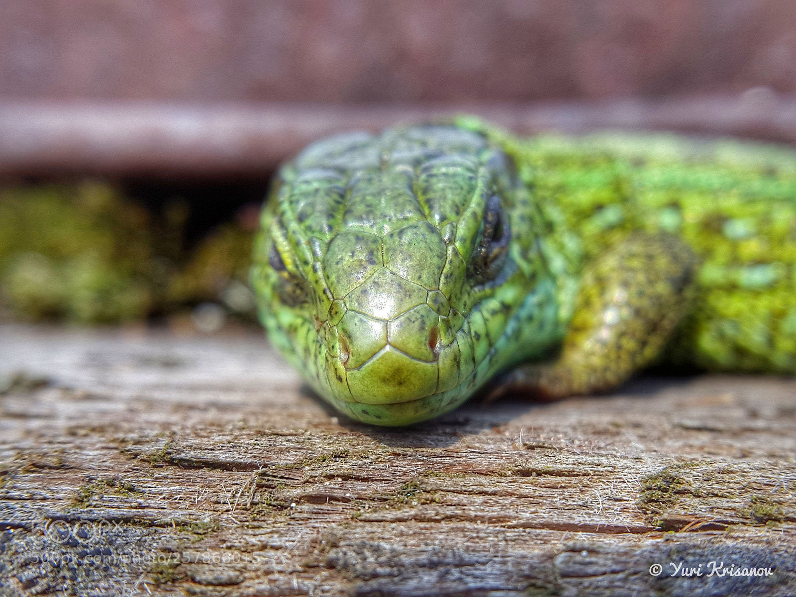 Samsung Galaxy Alpha sample photo. Lizard photography