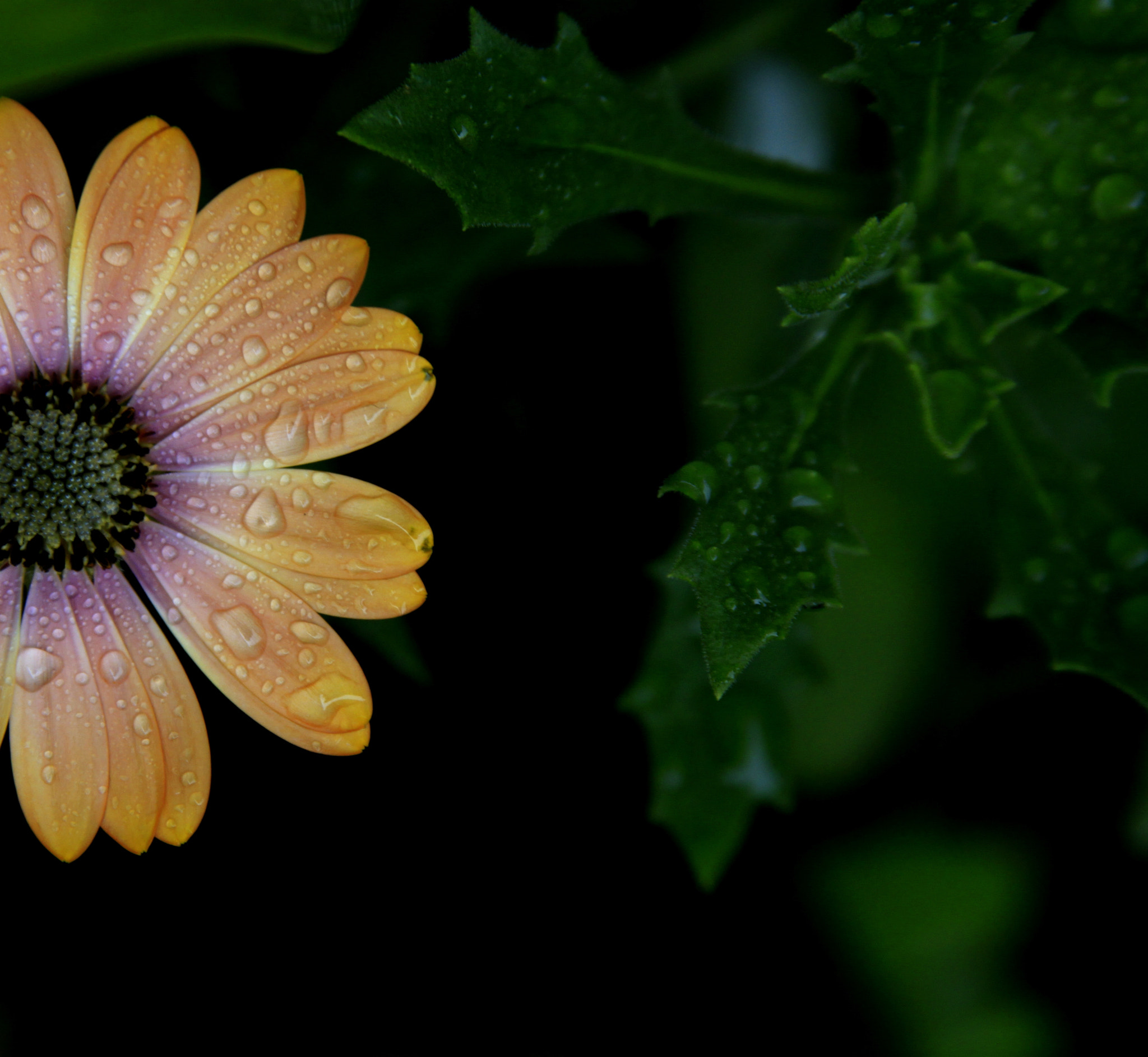 Canon EF 28-135mm F3.5-5.6 IS USM sample photo. Daisy photography