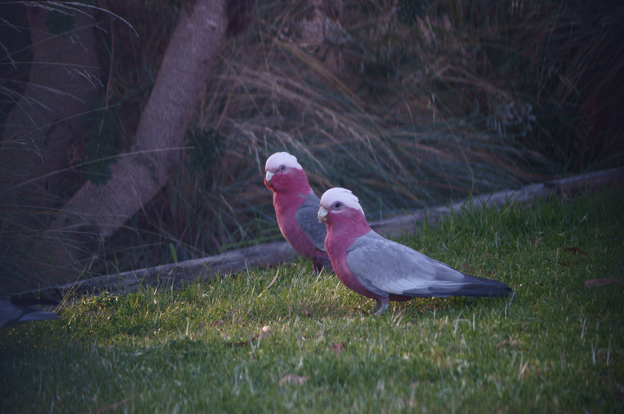 Sony DT 55-200mm F4-5.6 SAM sample photo. Galah cockatoo photography