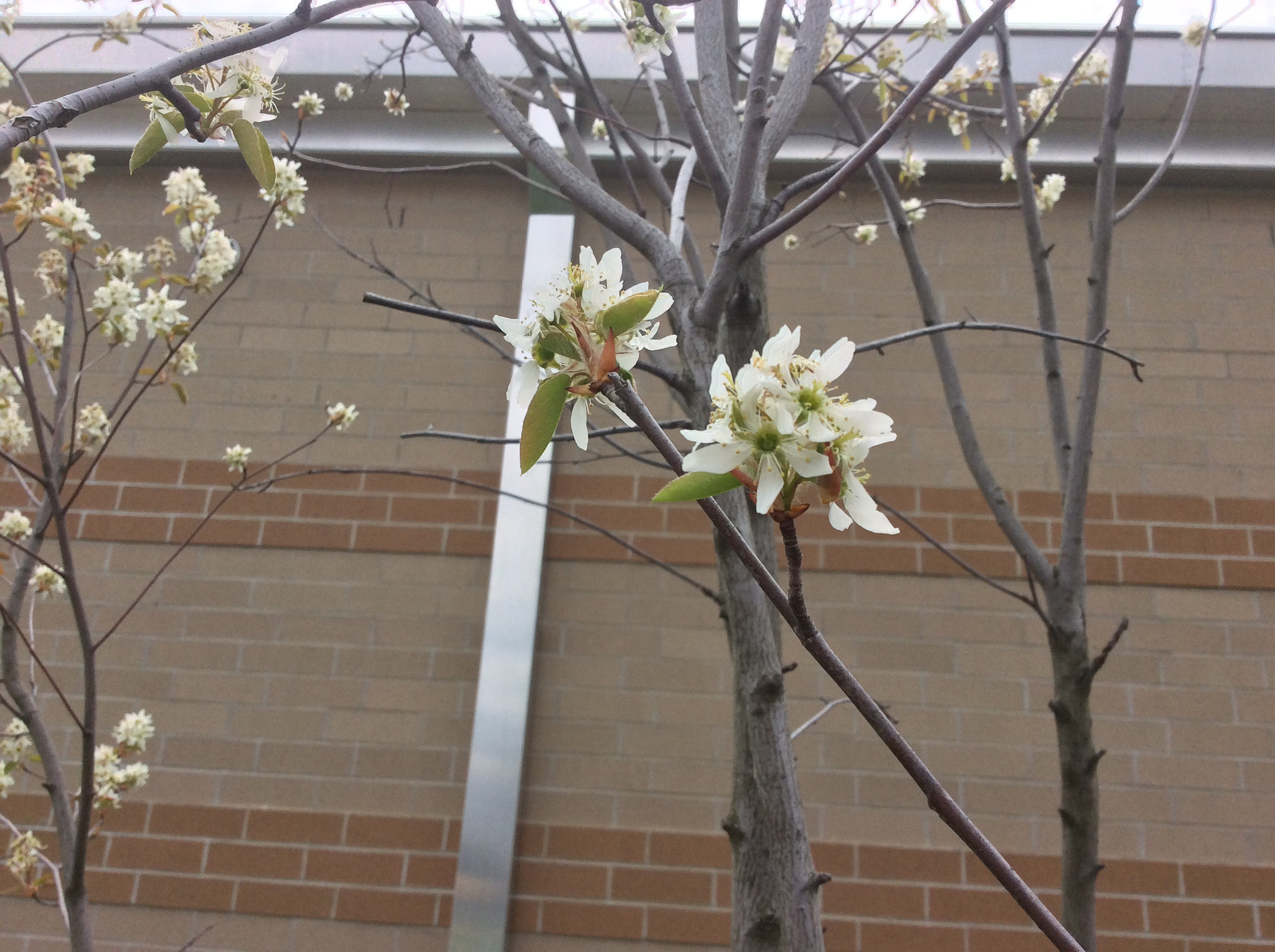 Apple iPad Air sample photo. Botany photography from junior year photography
