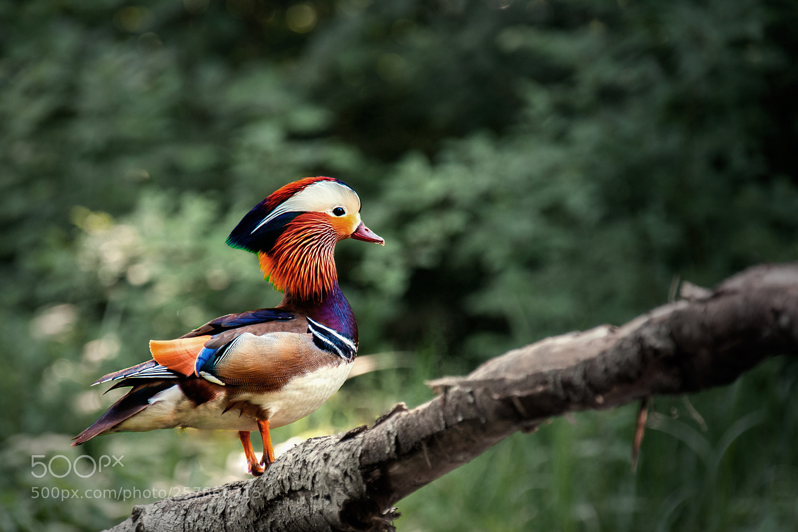 Nikon D300 sample photo. Mandarin duck 2 photography