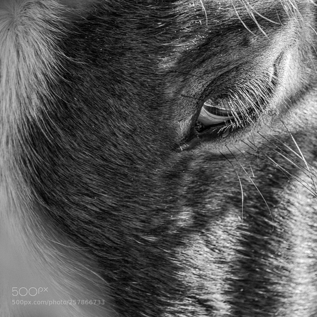 Sony a6500 sample photo. In a horse's eye.... photography