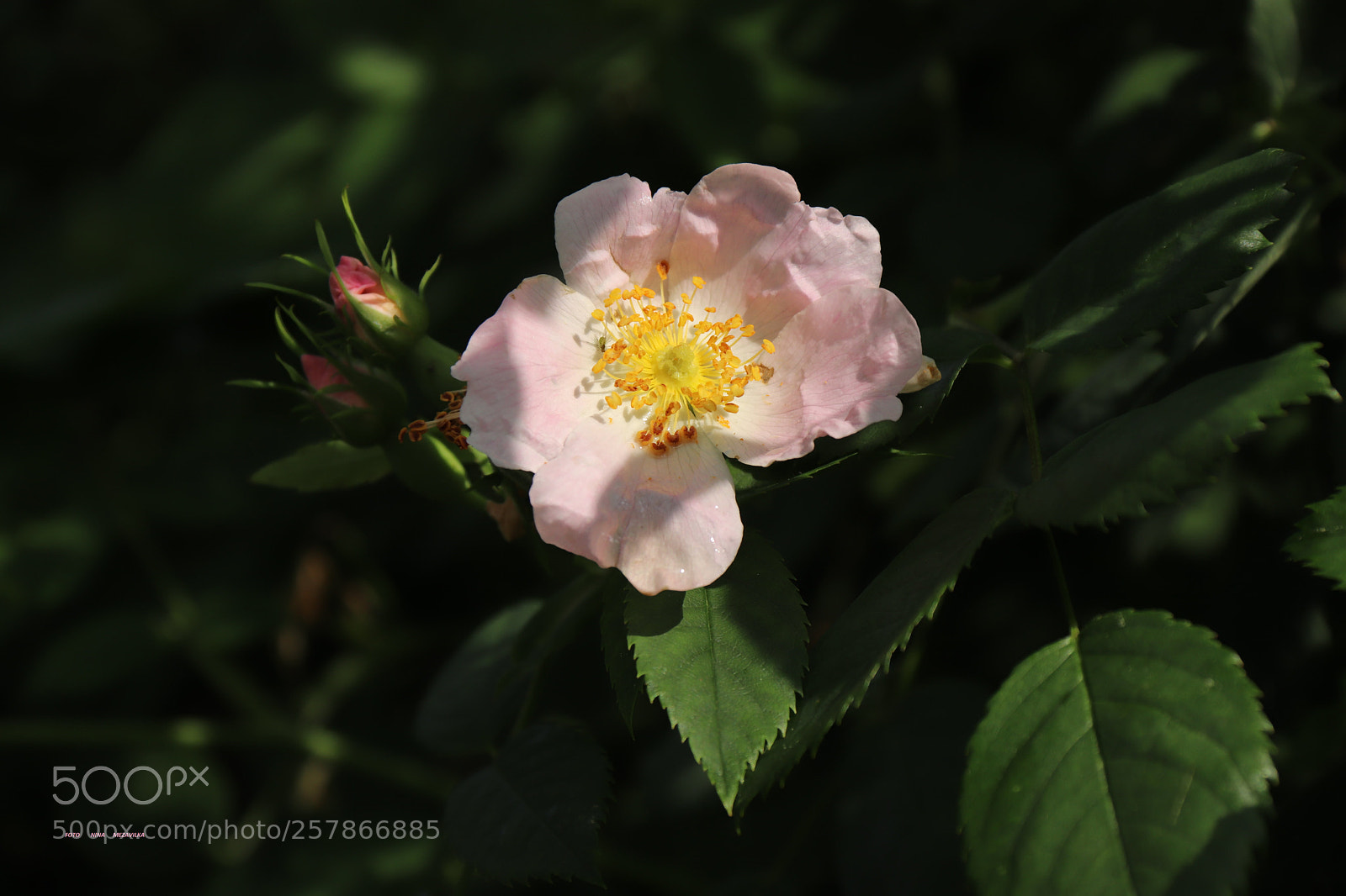 Canon EOS 800D (EOS Rebel T7i / EOS Kiss X9i) sample photo. Eine rose photography