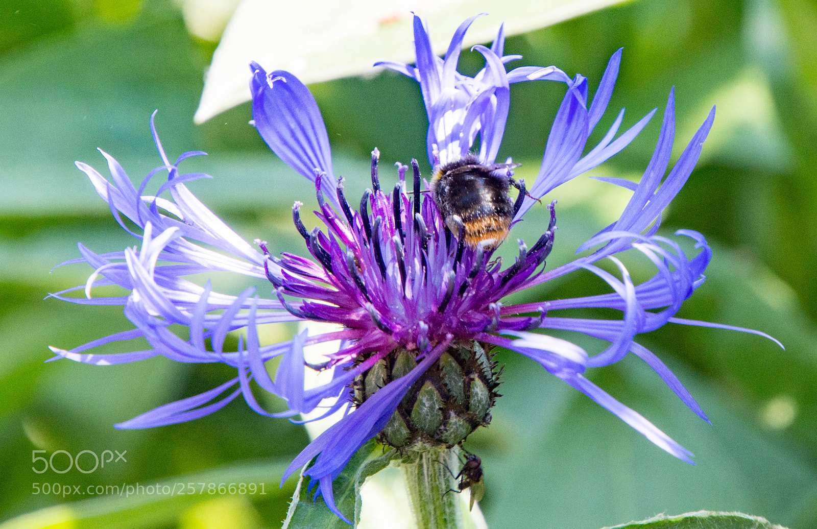 Nikon D7200 sample photo. Bee on delicate flower photography