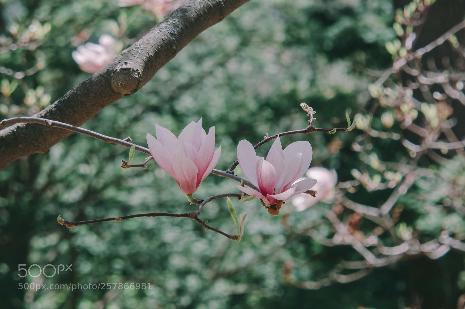 Olympus OM-D E-M5 sample photo. Magnolia photography