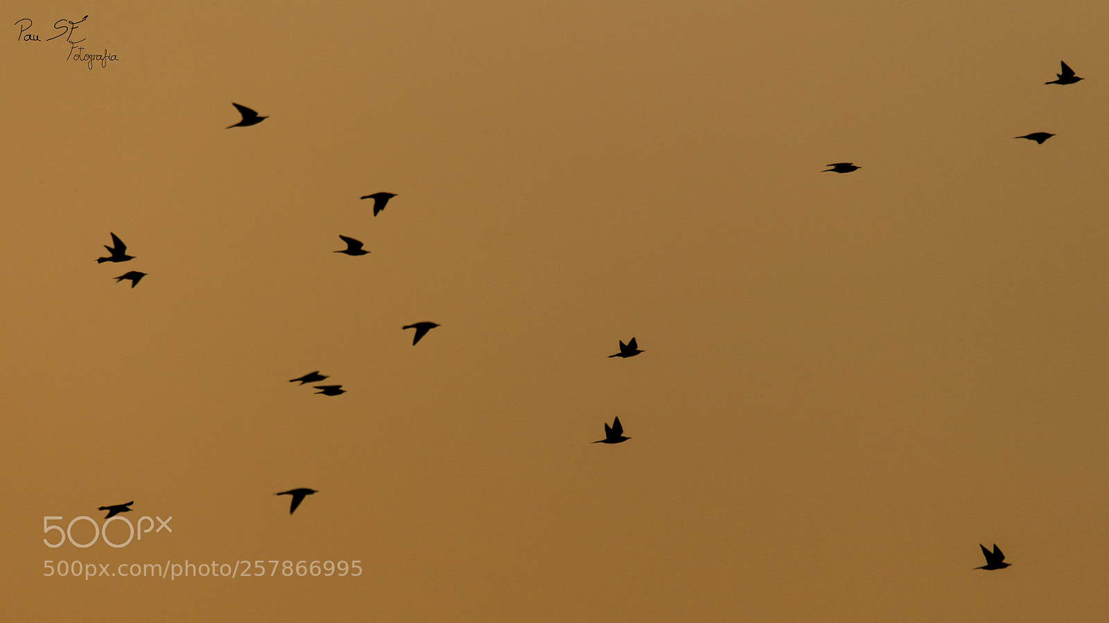 Canon EOS 70D sample photo. Flying until nightfall photography