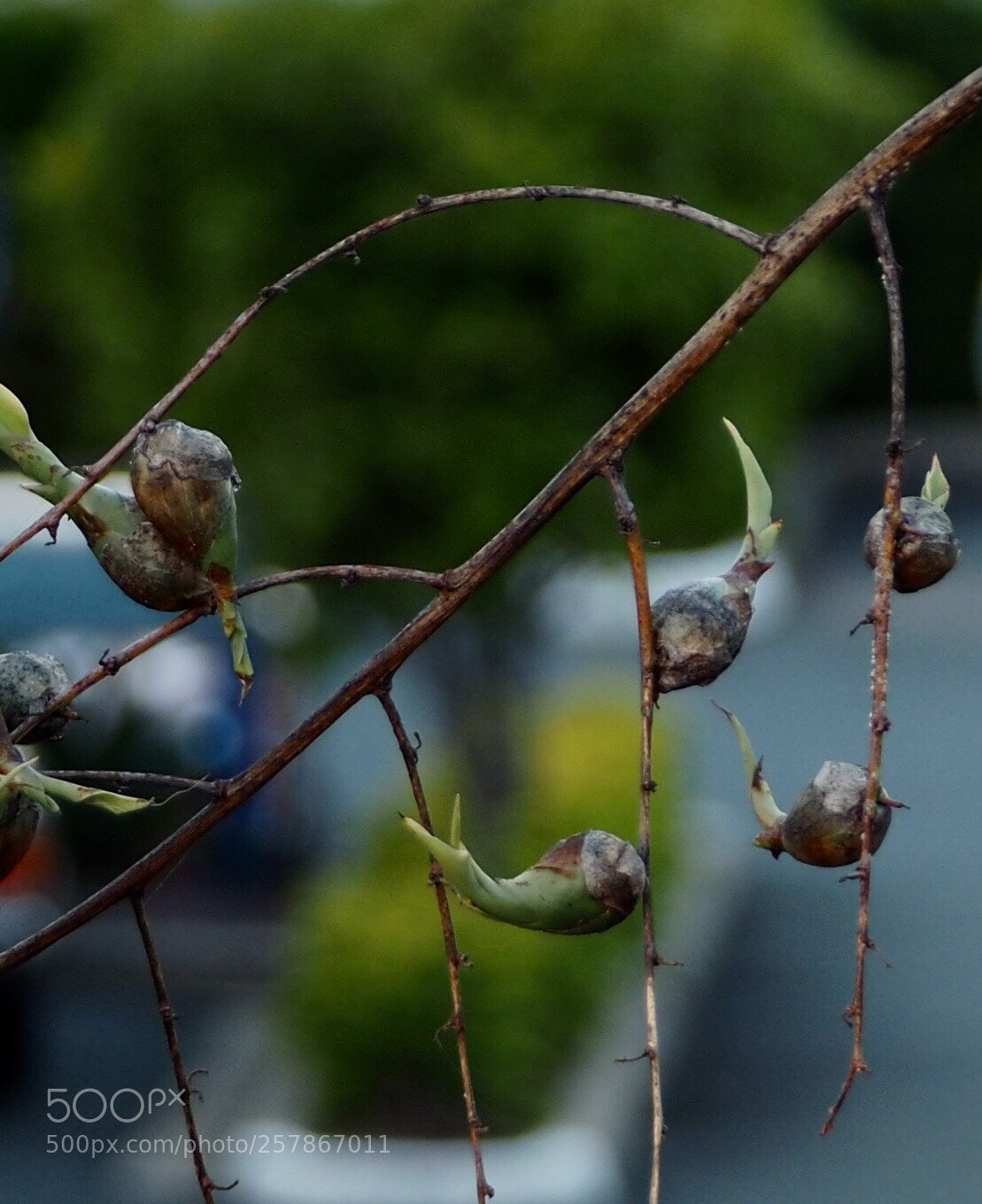 Olympus OM-D E-M10 sample photo. Attached photography