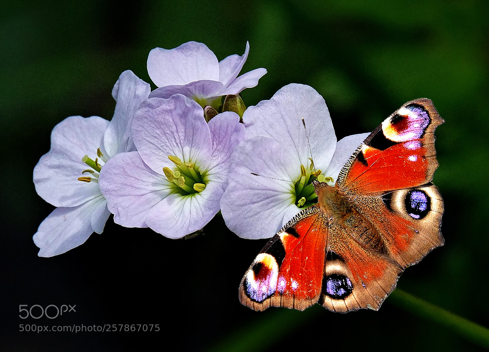 Fujifilm X-T20 sample photo. Peacock butterfly photography
