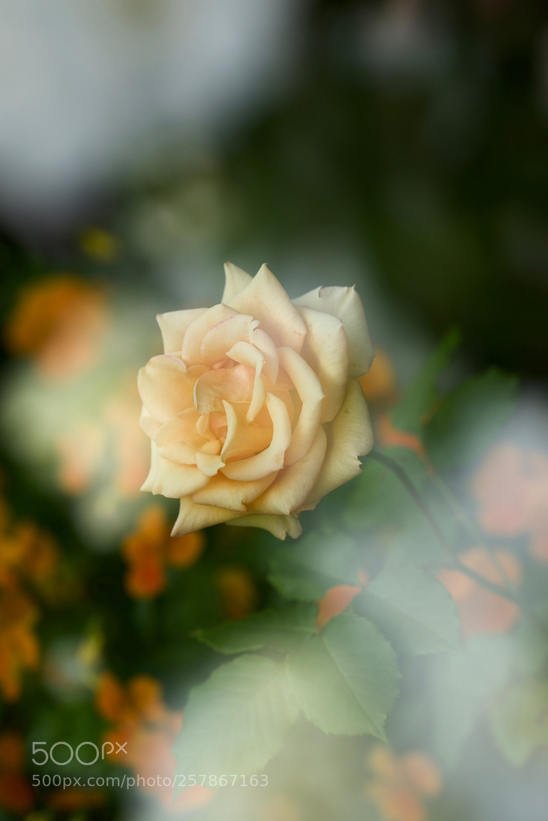 Nikon D610 sample photo. White rose photography