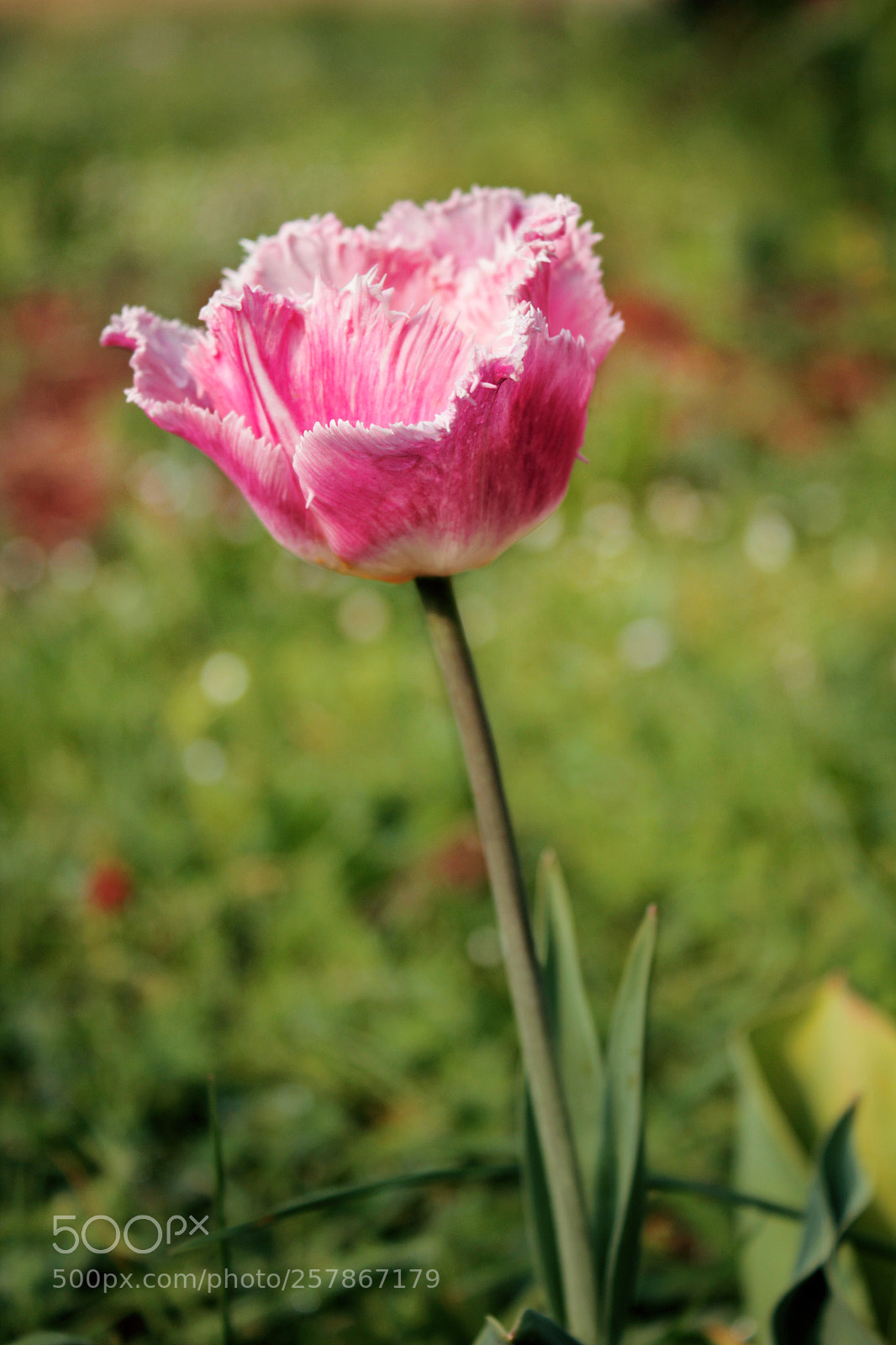 Canon EOS 600D (Rebel EOS T3i / EOS Kiss X5) sample photo. Pink tulip photography