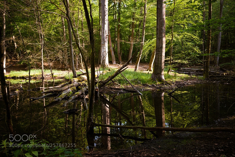 Nikon D800 sample photo. Reflection photography