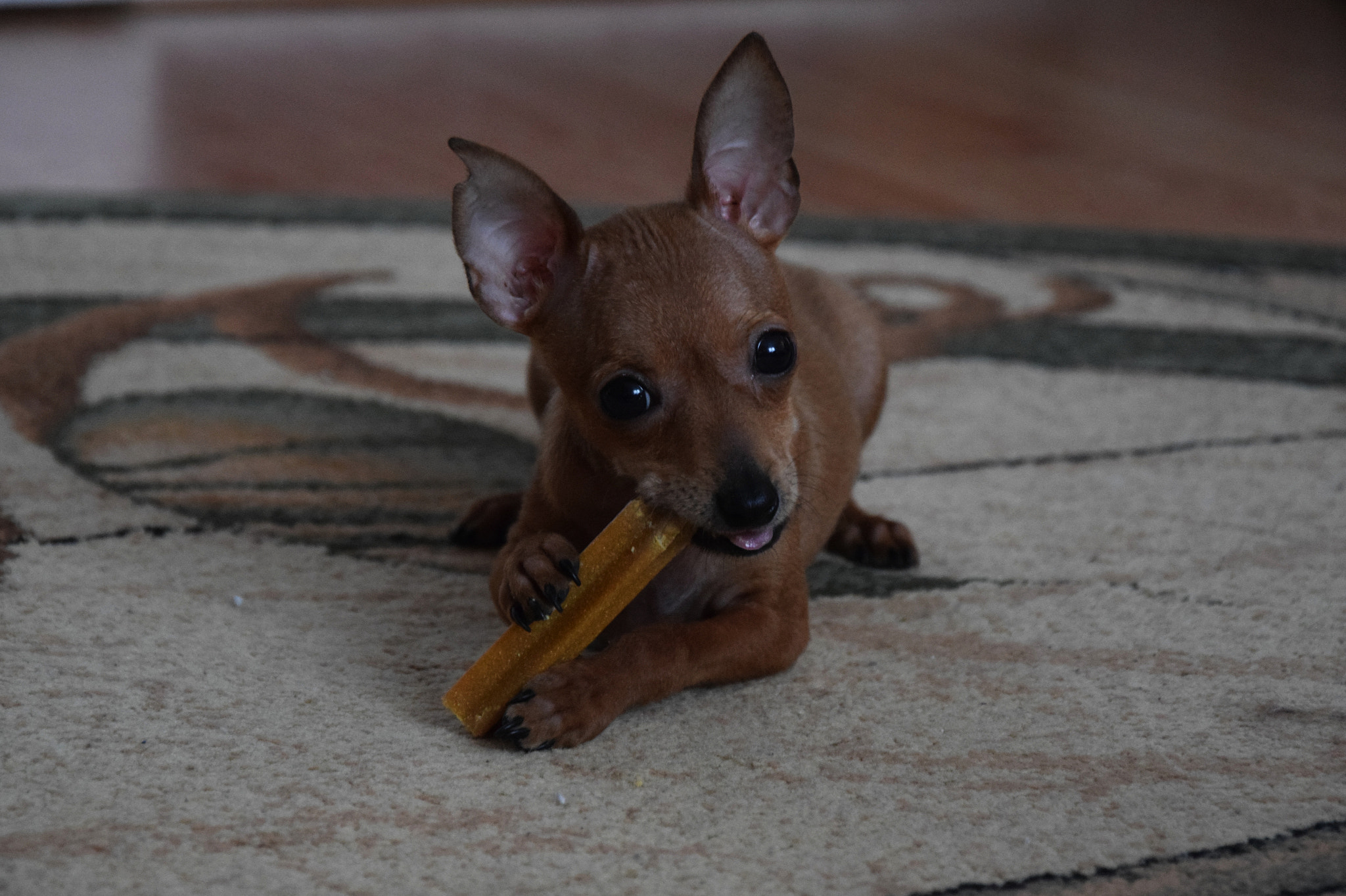 Nikon D3300 sample photo. Little ratter photography