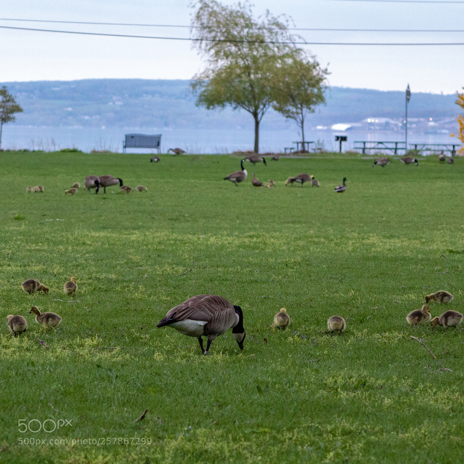 Canon EOS 1300D (EOS Rebel T6 / EOS Kiss X80) sample photo. Field of geese photography