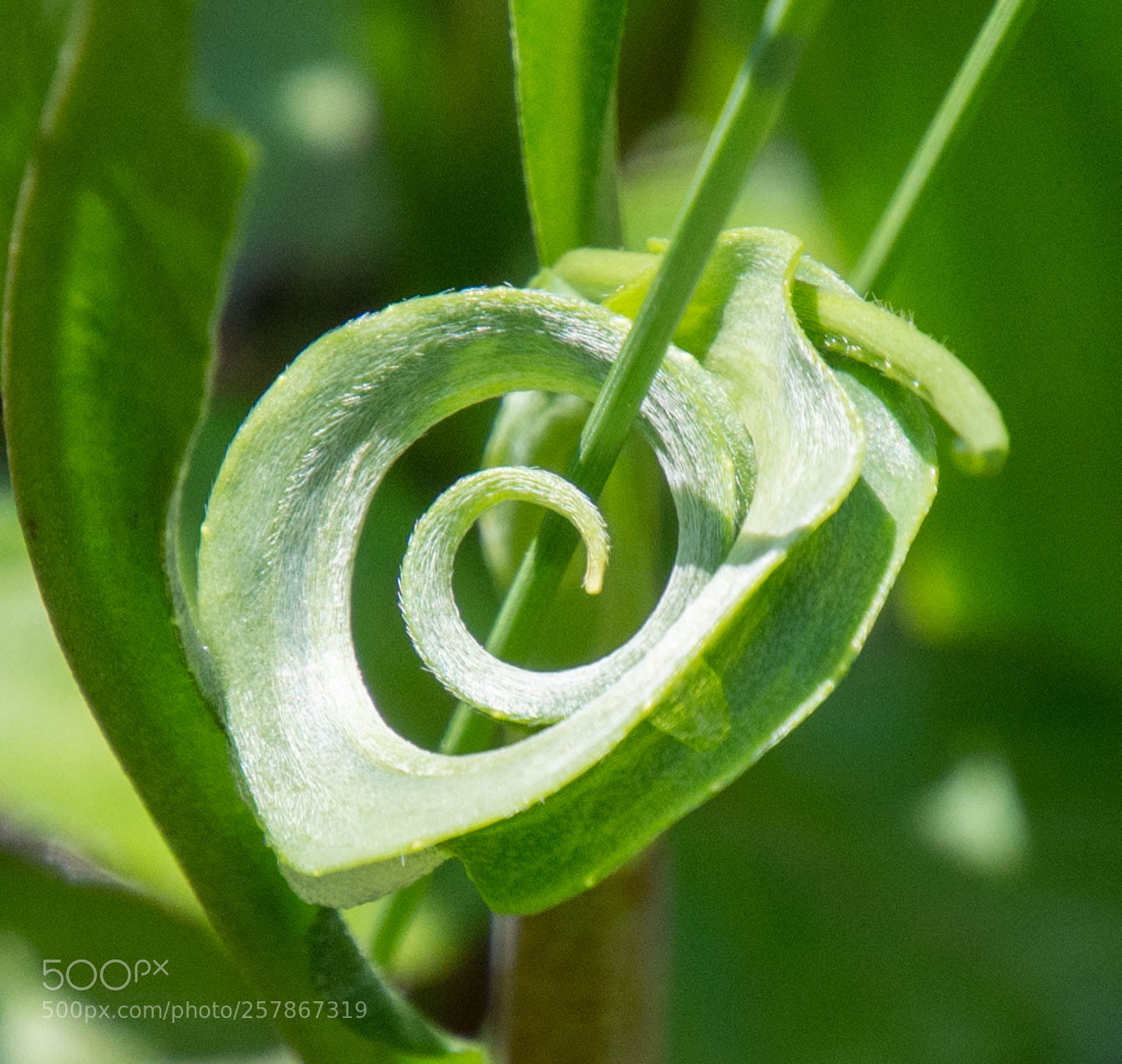 Nikon D7200 sample photo. Spiral in nature photography