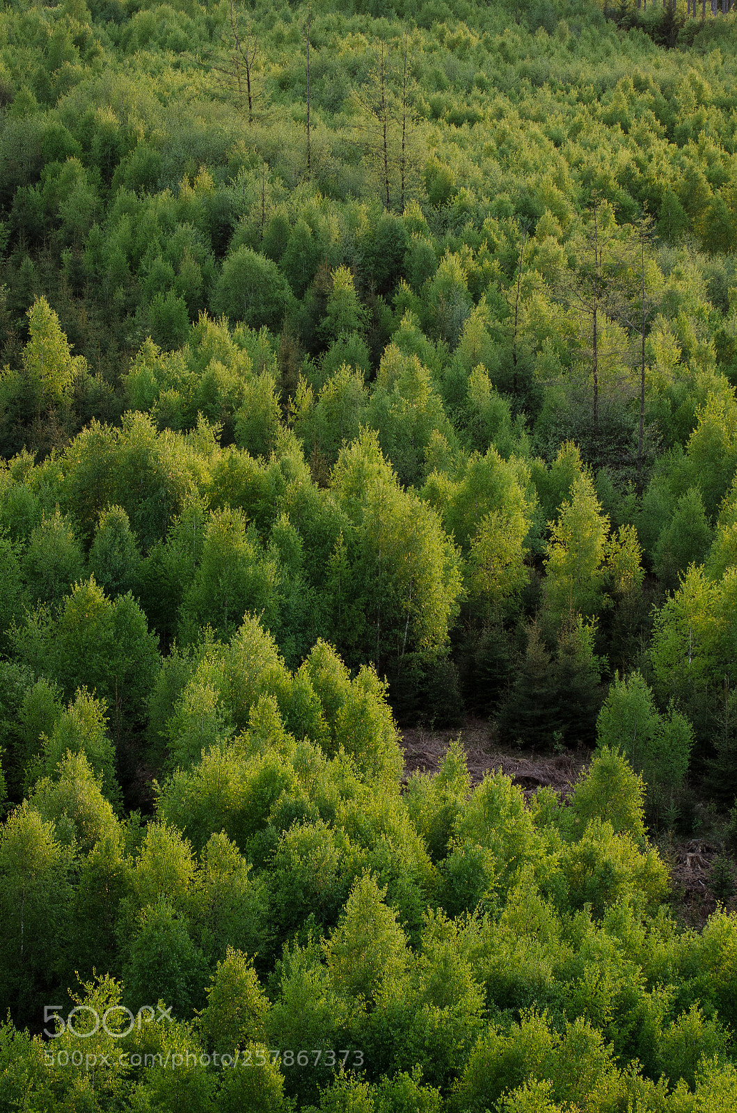 Nikon D7000 sample photo. Trees photography