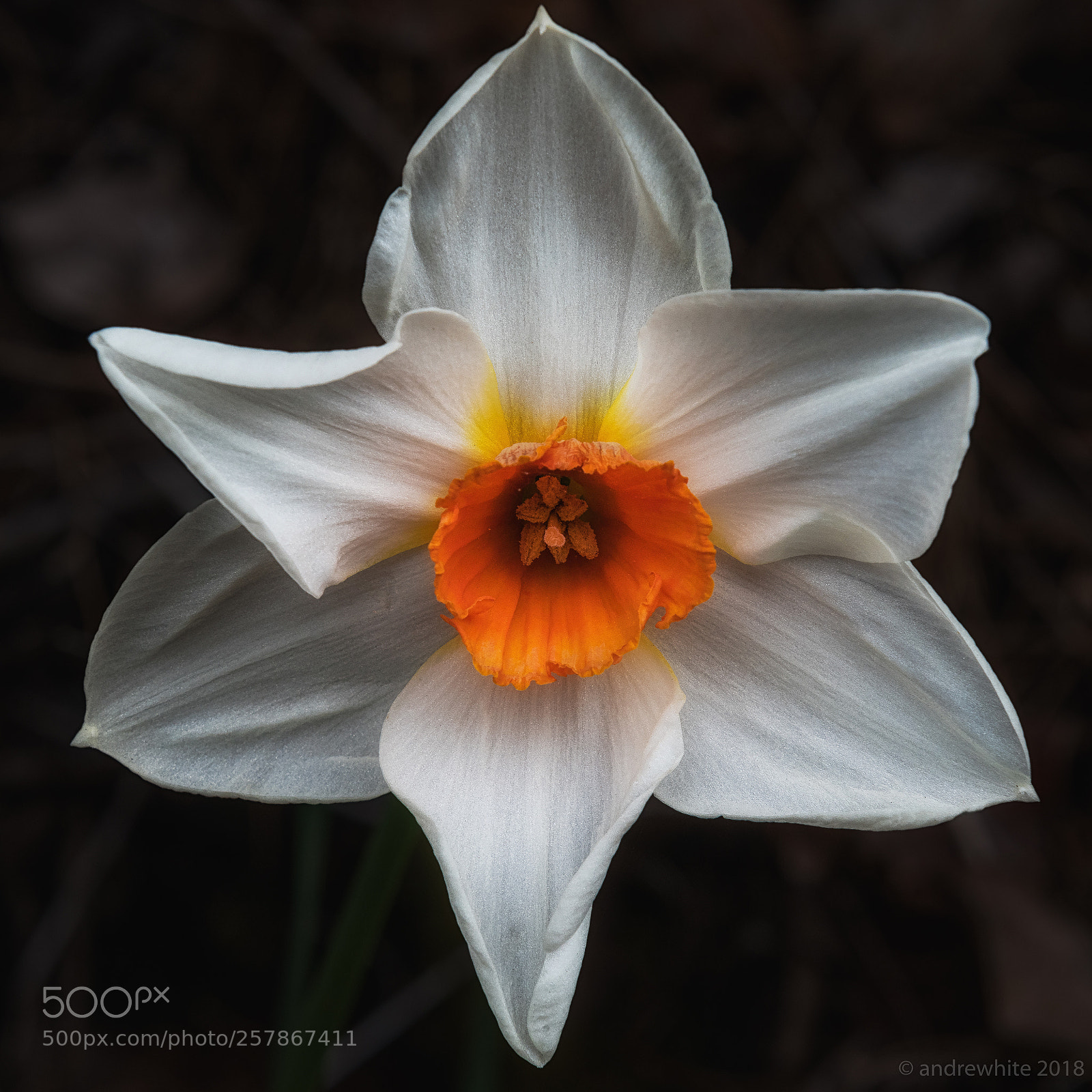 Nikon D850 sample photo. Roadside daffodil photography